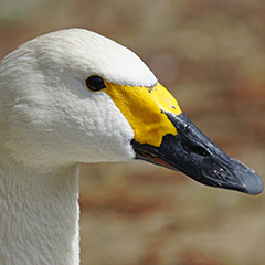 Zwergschwan und Samtente am Ammersee