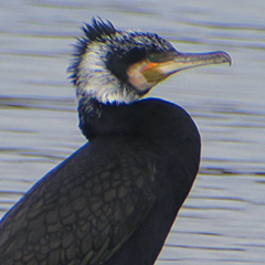 Kormoran im Prachtkleid und balzende Schellente