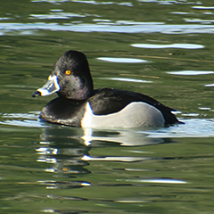 Ringschnabelente am Premer Lechsee