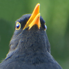 Frühlingsanfang mit Star und Amselgesang