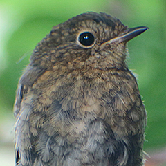 Junges Rotkehlchen im Ostfriedhof