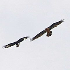 Bartgeier, Gänsegeier, Steinadler und ein Mauerläufer im Krumltal