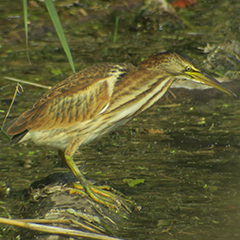 Rheindelta – Tag 1: Zwergdommel, Eisvogel und Große Brachvögel