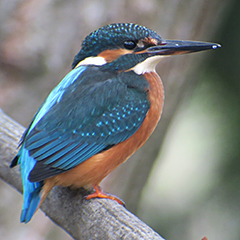 Eisvogel, Pfeifente und Waldkauz im Schlosspark