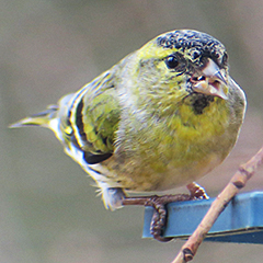 Erlenzeisig, Wintergoldhähnchen und ein Rotkehlchen