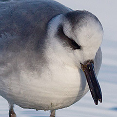 Thorshühnchen am Starnberger See