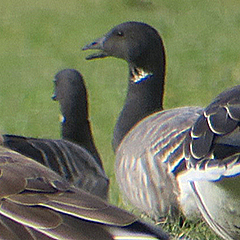 Dunkelbäuchige Ringelgans am Starnberger See