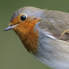 Rotkehlchen – Vogel des Jahres 2021