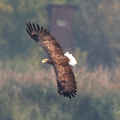 Neusiedler See – Tag 3: Seeadler, Steinschmätzer und Kampfläufer