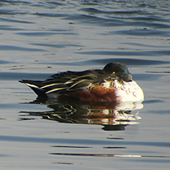 200 Löffelenten am Ismaninger Speichersee