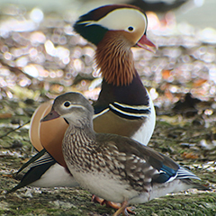 Mandarinenten am Hinterbrühler See