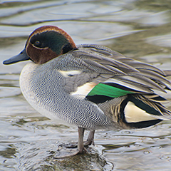 Krickenten, Dunkler Wasserläufer und Waldohreulen