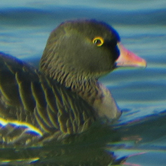 Kleine Bergente und Zwerggans am Ismaninger Speichersee