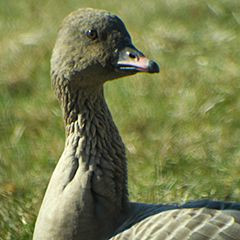 Kurzschnabelgans im Nymphenburger Schlosspark