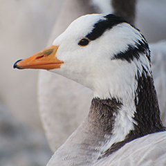 Streifengänse und eine Wasseramsel an der Isar