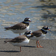 Nordseeküste – Tag 2 nachmittags: Seeadler, Sanderling, Sandregenpfeifer