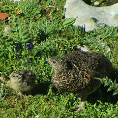 Nachwuchs beim Alpenschneehuhn, Steinschmätzer, Alpenbraunelle