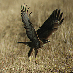 Mäusebussard-Treffen bei Oberhaching