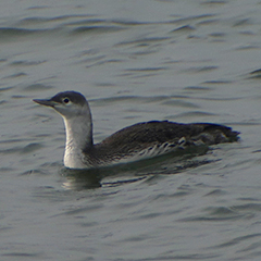 Sterntaucher und Hybridente am Ismaninger Speichersee