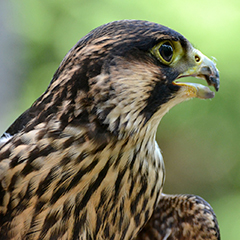 Junger Wanderfalke am Ammersee