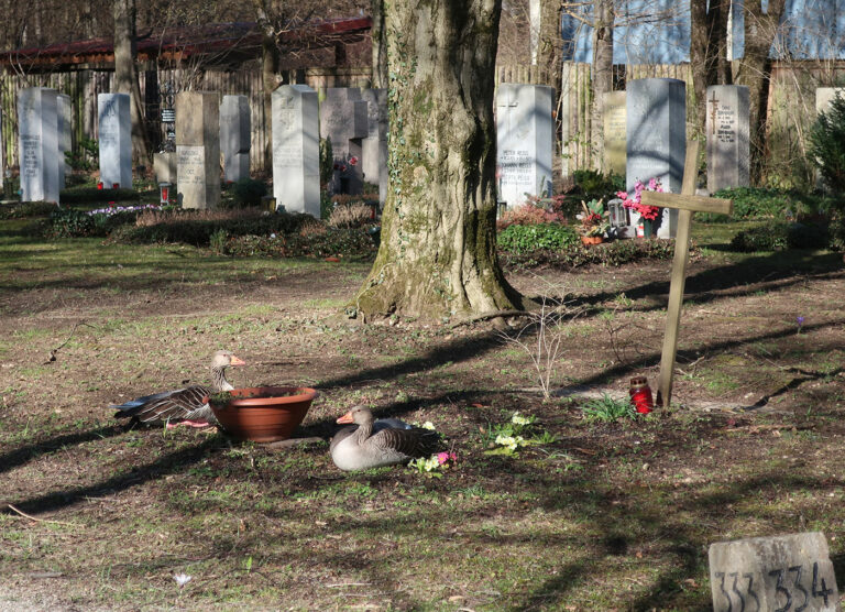 MärzImpressionen vom Friedhof am Perlacher Forst Vögel beobachten mit Waltraud Hofbauer MärzImpressionen vom Friedhof am Perlacher Forst Vögel beobachten mit Waltraud Hofbauer
