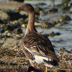 Tundrasaatgans am Ismaninger Speichersee