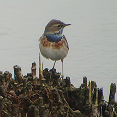 Blaukehlchen und Uferschnepfe am Echinger Stausee