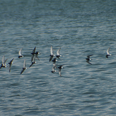 Trauerseeschwalben und Flussuferläufer