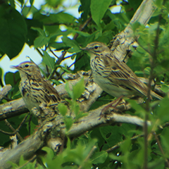 Zwei Wiesenpieper und ein Rätselvogel