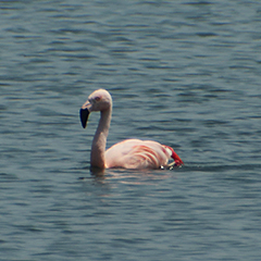 Chileflamingo und Schwarzkopfmöwe