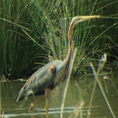 Mai-Impressionen aus dem Donaumoos