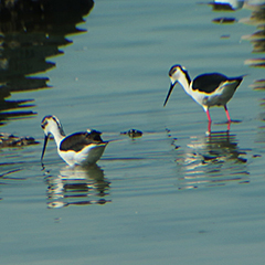 Stelzenläufer und Weißbart-Seeschwalben