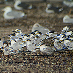 Helgoland – Tag 1: Basstölpel und Brandseeschwalben