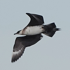 Helgoland – Tag 3: Goldregenpfeifer und Schmarotzerraubmöwe