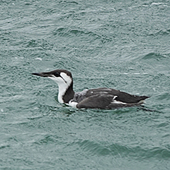 Helgoland – Tag 4: Trottellumme und Strandpieper