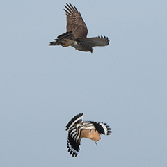 Helgoland – Tag 2: Pfuhlschnepfe, Sanderling und Wiedehopf