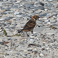 Helgoland – Tag 5: Spornammer und Schneeammer