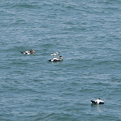 Helgoland – Tag 6: Gryllteiste, Schwarzkehlchen und Braunkehlchen