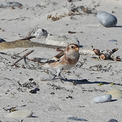 Helgoland – Tag 7: Sanderling und Schneeammer