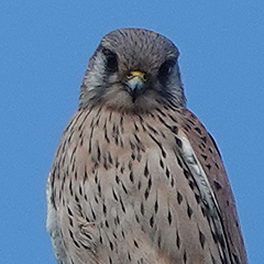 Turmfalke und Schwanzmeise im Ostfriedhof