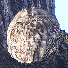 Waldkäuze im Nymphenburger Schlosspark und im Hirschgarten