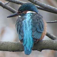 Eisvogel und Waldkäuze