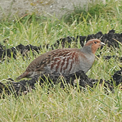 Rebhuhn, Hausrotschwänze und Kraniche