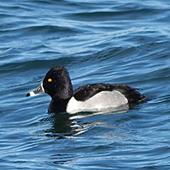 Eine Ringschnabelente und mehrere Singschwäne