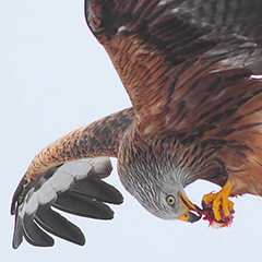 Rotmilan und Eistaucher am Starnberger See