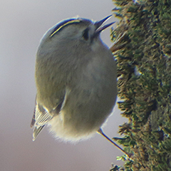 Wintergoldhähnchen, Hausrotschwanz und Schwanzmeise