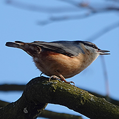 Kleiber und Schwanzmeise im Friedhof am Perlacher Forst