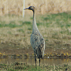 Kranich und Großer Brachvogel im Freisinger Moos