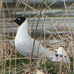 Hybridvogel Lach-/Schwarzkopfmöwe am Ismaninger Speichersee