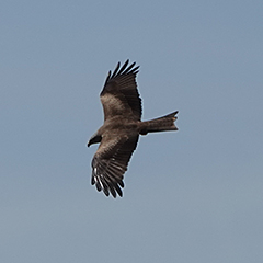 Schwarzmilan, Trauerschnäpper und Regenbrachvogel